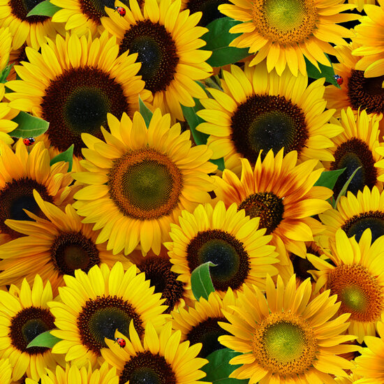 Yellow Sunflowers