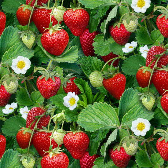 Bery Good, Strawberry Plants Green